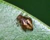 Allacma fusca